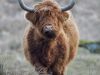 Schotse Hooglander