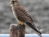 Torenvalk