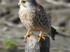 Torenvalk