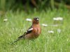 Vink