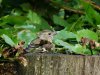 Vink