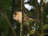 Vink