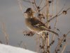 Vink