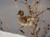Vink