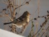 Vink