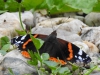 Vlinder