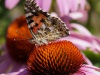 Vlinder