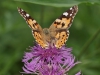 Vlinder