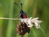 Vlinder