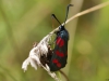 Vlinder