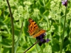 Vlinder