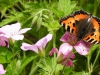 Vlinder