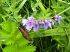Vlinder