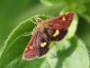 Vlinder
