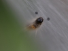 Rups van....?