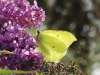 Citroenvlinder