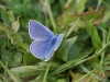 Icarus Blauwtje