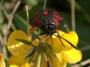 Vlinder