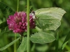 Citroenvlinder