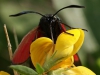 Vlinder