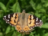 Distelvlinder