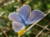 Vlinder
