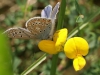 Vlinder
