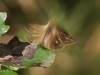 Vlinder