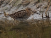 Watersnip