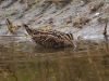 Watersnip