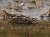 Watersnip