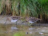 Watersnip