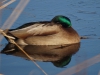 Wilde eend