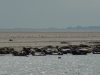 Zeehond