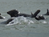Zeehond