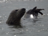 Zeehond