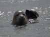 Zeehond