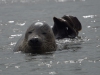 Zeehond