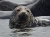 Zeehond