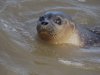 Zeehond