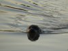 Zeehond