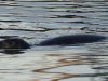 Zeehond