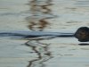 Zeehond