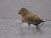 Zeehond