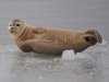 Zeehond