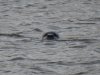 Zeehond