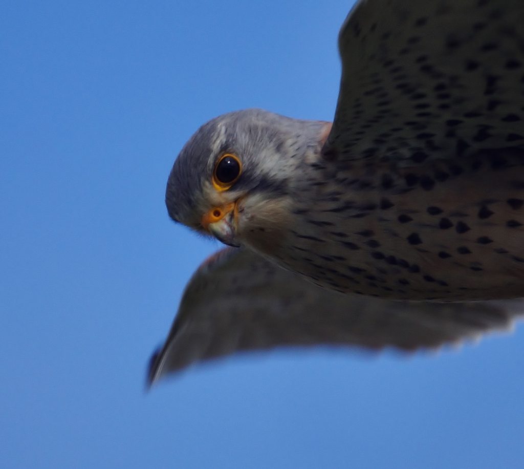 Bidden met scherpe blik