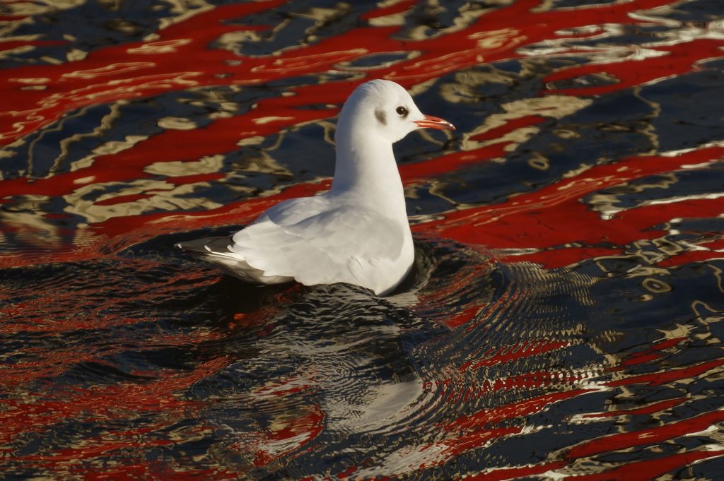 Verfbad in de Haven