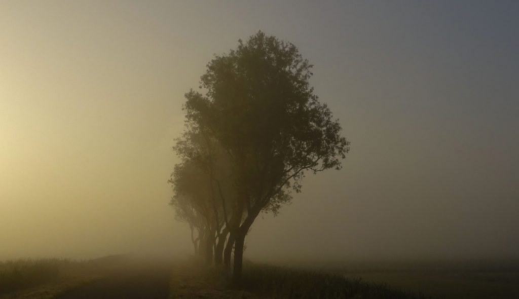 Morning mist two_01